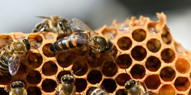 cara-budidaya-lebah-madu-lengkap-dari-awal-hingga-panen-750x375-1