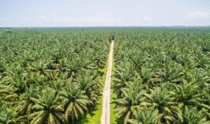 Harga-CPO-21-April-750x469